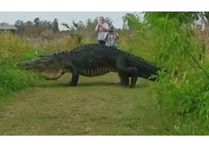 Florida Tourists Astounded at Gigantic Alligator