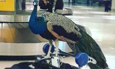 United Airlines Turns Away Emotional Support Peacock
