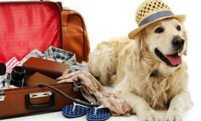 Could Your Dog Be The Next Canine Hotel Critic?
