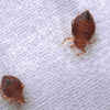 How to Spot Bed Bugs in Your Hotel Room
