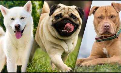 Can You Name All These Dog Breeds?