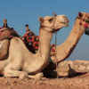 Vacationer Sues TripAdvisor After Falling Off Runaway Camel