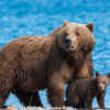 Alaska Airlines Plane Kills Brown Bear During Landing