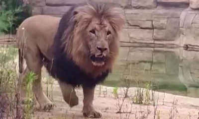 Lions Test Positive for COVID at Spanish Zoo