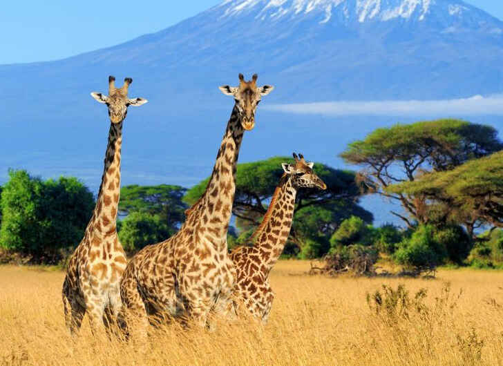 Mount Kilimanjaro Now Has WiFi Access! – Bon Voyaged